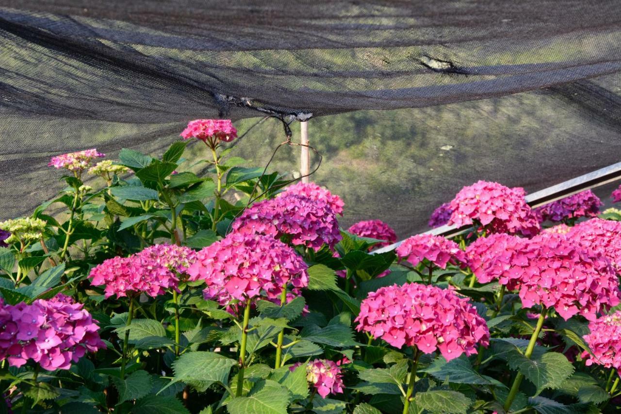 Le Ortensie Dolceacqua Eksteriør billede